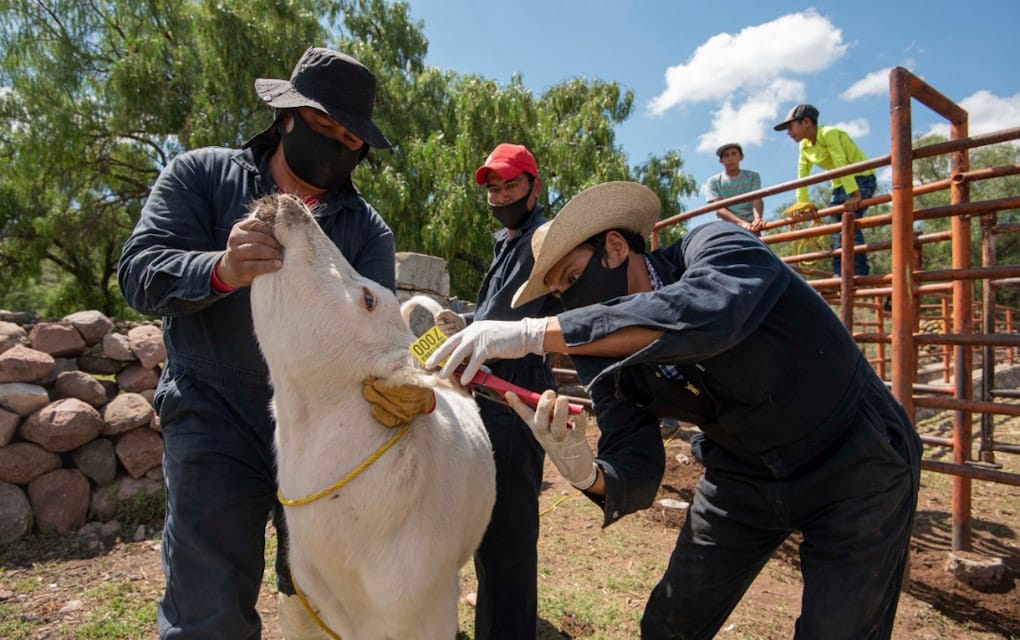 Arranca Programa Municipal de Identificación de ganado en El Marqués