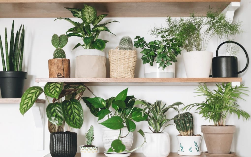 Estas son las mejores plantas que debes tener en tu hogar