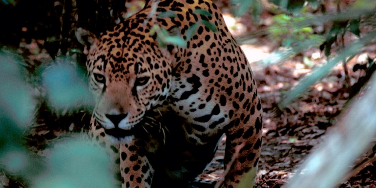 La caza furtiva de jaguares aumenta en Sudamérica y Centroamérica / Foto: The New York Times