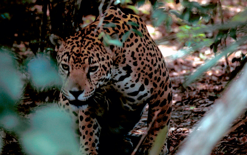 La caza furtiva de jaguares aumenta en Sudamérica y Centroamérica / Foto: The New York Times