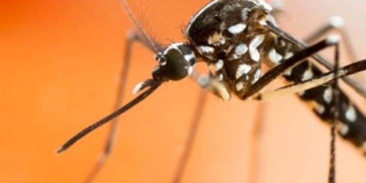 Mosquito Tigre provoca alerta mundial por transmisión de virus