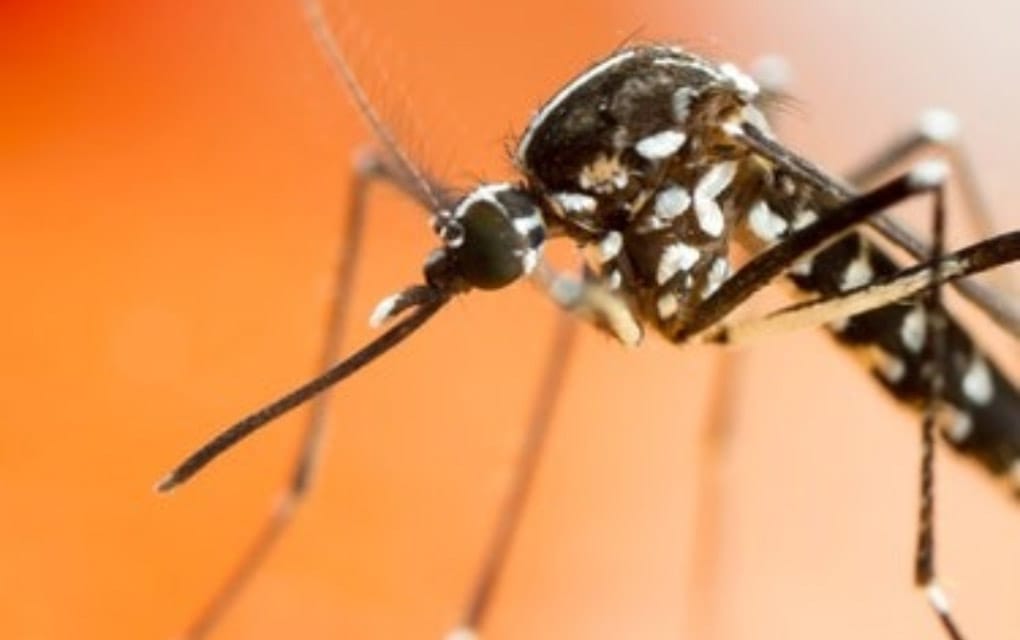 Mosquito Tigre provoca alerta mundial por transmisión de virus/ Foto: Especial