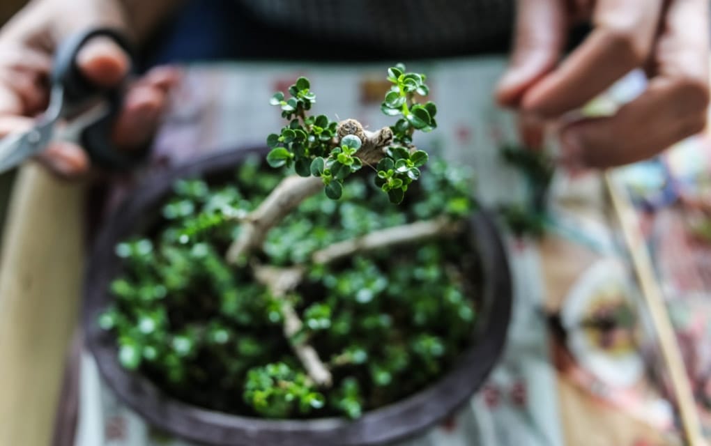 Te decimos cuáles son los mejores tips para cuidar tu bonsái/ Foto: iStock