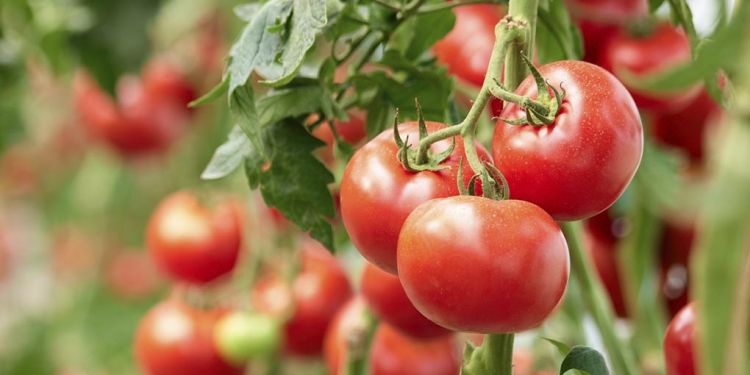 Trabajo infantil pone en la mira exportaciones de tomate y chile ¿Por qué?. / Foto: iStock
