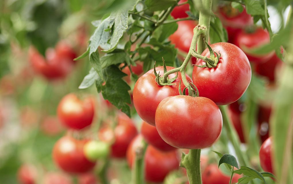 Trabajo infantil pone en la mira exportaciones de tomate y chile ¿Por qué?. / Foto: iStock