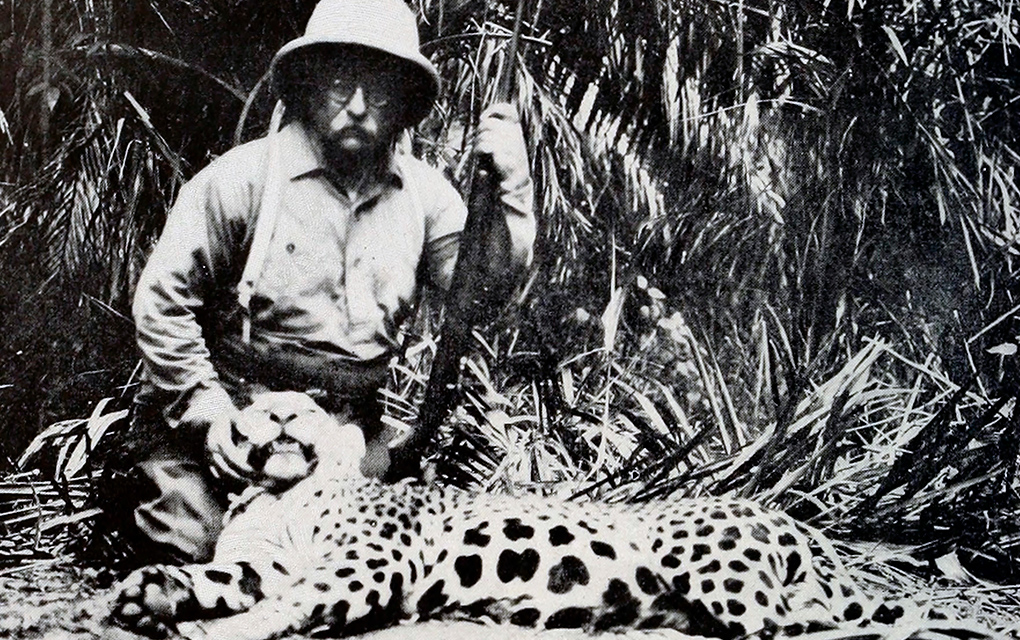 La caza furtiva de jaguares aumenta en Sudamérica y Centroamérica