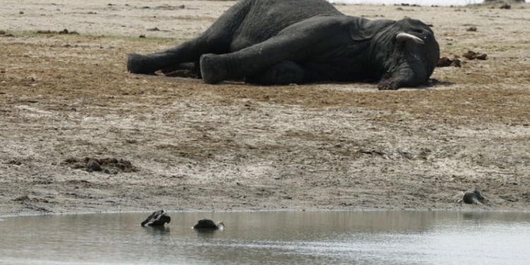 Continúa la investigación en Botswana por la muerte de elefantes