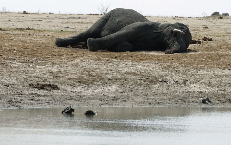 Continúa la investigación en Botswana por la muerte de elefantes