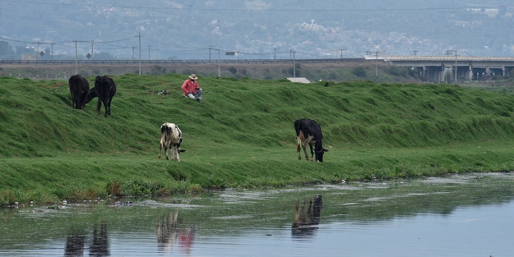México requiere aprovechar su potencial en ganado caprino