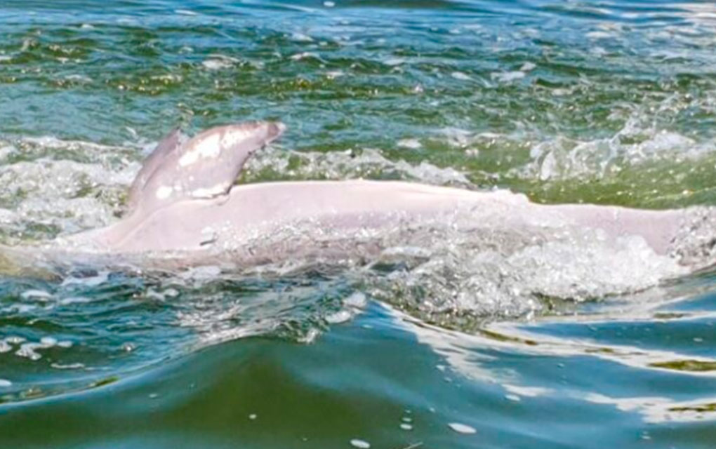 Muere delfín por red de pesca en Holbox en área protegida