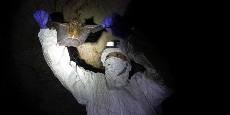Científicos en Tailandia rastrean origen de virus en murciélagos