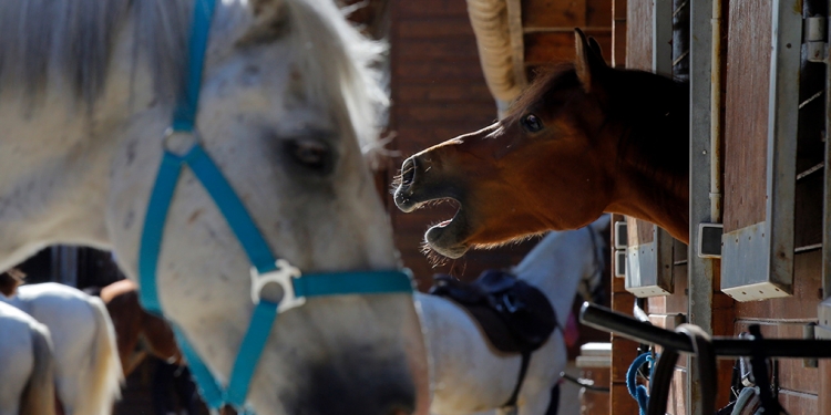 Mutilaciones a caballos desconciertan a Francia