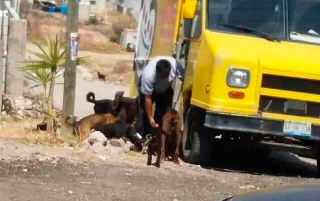 Repartidor alimenta a perros callejeros en Querétaro