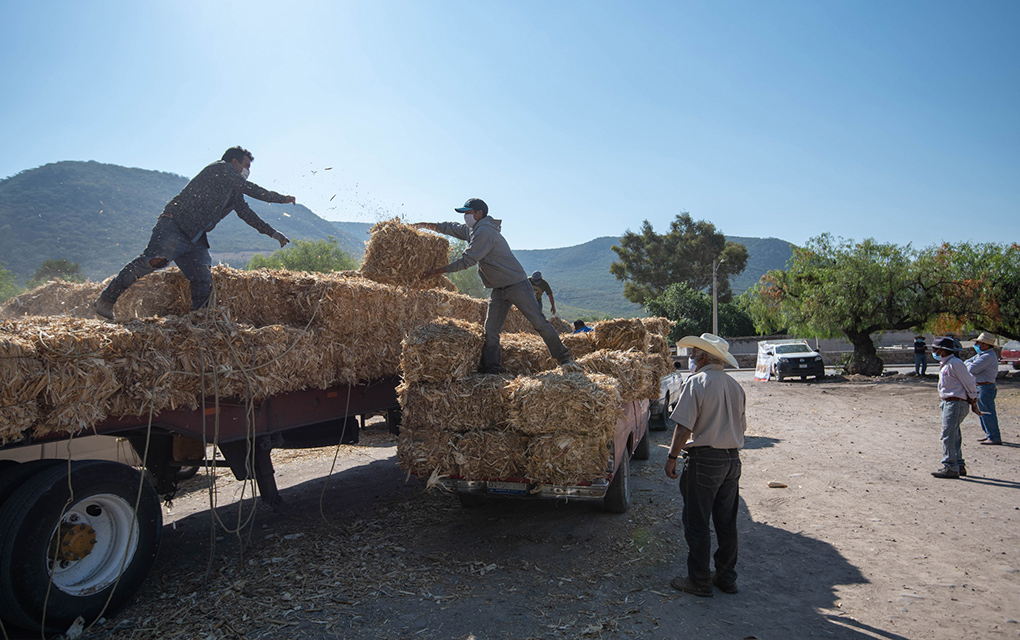 Durante 2020 apoyan a 3 mil 800 productores agrícolas en El Marqués/Foto: Especial