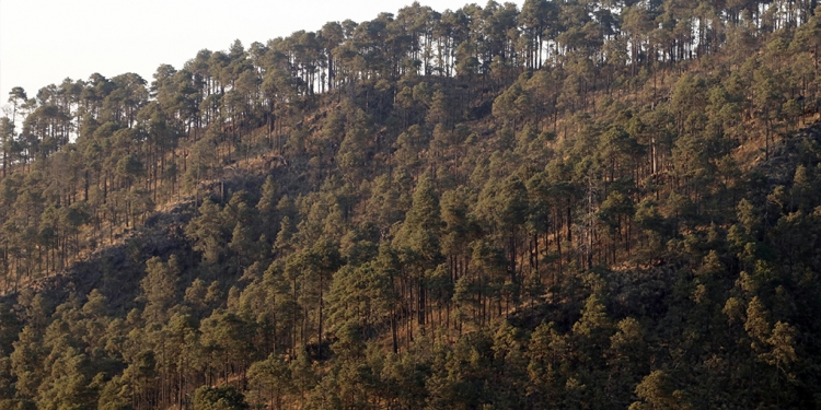En 18 años, la entidad perdió 34% de bosques /Foto: Cuartoscuro