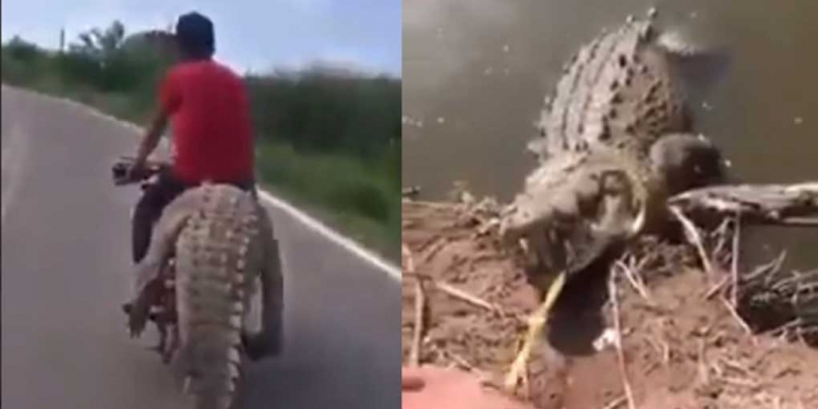 Indignación por el robo de un cocodrilo en Sinaloa