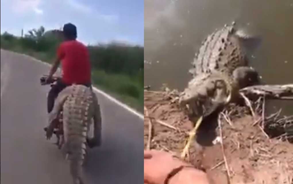 El video de un cocodrilo siendo sacado de su hábitat y transportado en una motocicleta