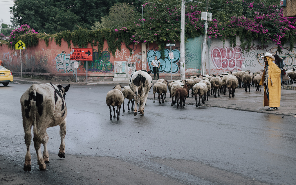 Pastoreo entre zonas industriales de la capital /Foto: Selene Ugalde