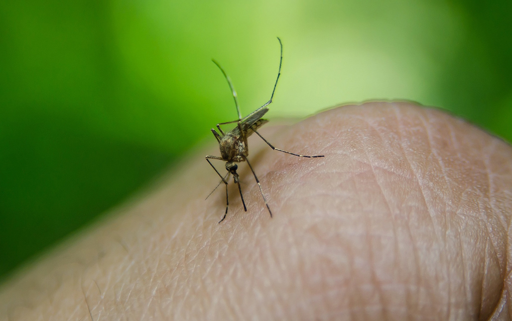 Prevén intensificar acciones contra dengue en Querétaro /Foto: Pixabay