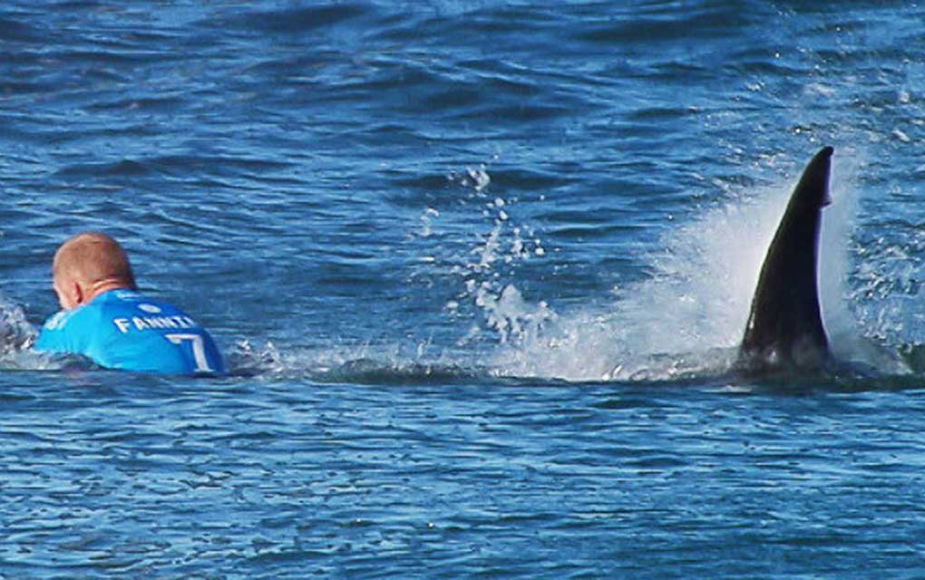 Un ataque de tiburón le quita la vida a un surfista de 50 años de edad