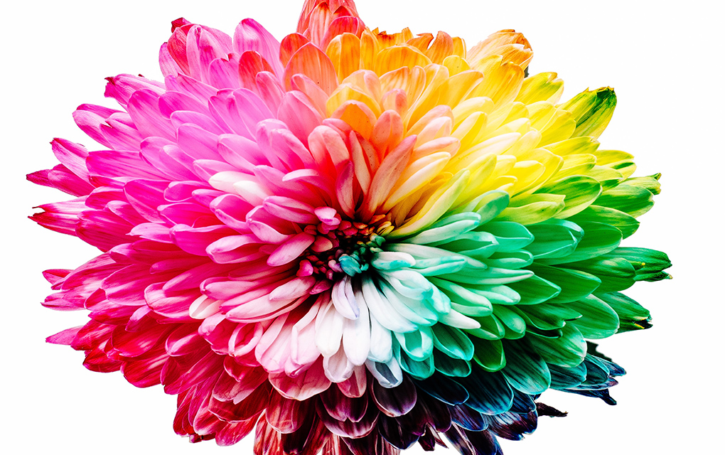 Cambio de color en flores, respuesta ante cambio climático /Foto: Unsplash