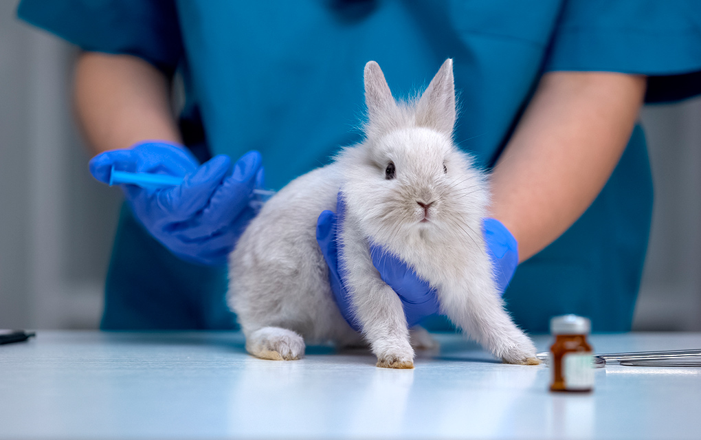 PETA busca proteger a animales empleados para experimentos en empresas 