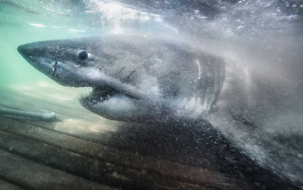 Tiburón blanco de 50 años es llamada la 'Reina del Océano'