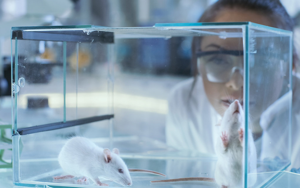 UNAM hace ensayos preclínicos en ratones
