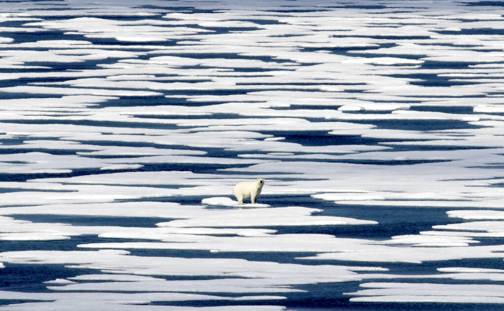 el 22 de julio de 2017, un oso polar en medio del hielo en el Estrecho de Franklin, en el Archipiélago Ártico Canadiense. (AP)