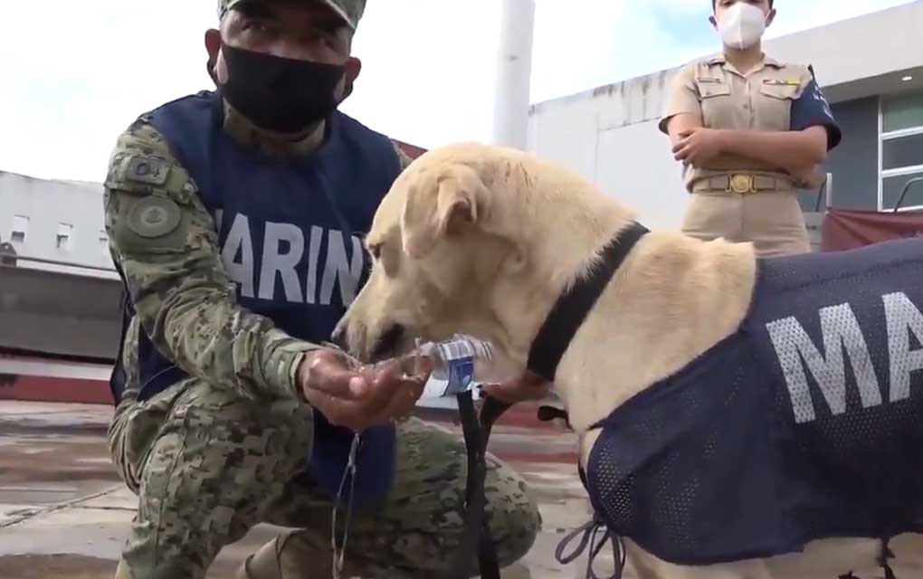 Elementos de la Marina adoptaron a un perro labrador / Foto: Especial 