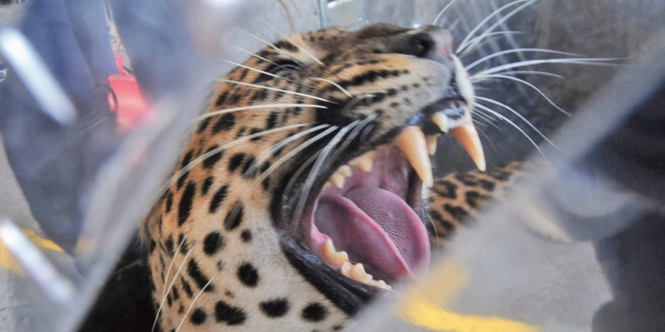 Querétaro, con poca pero constante población de jaguares