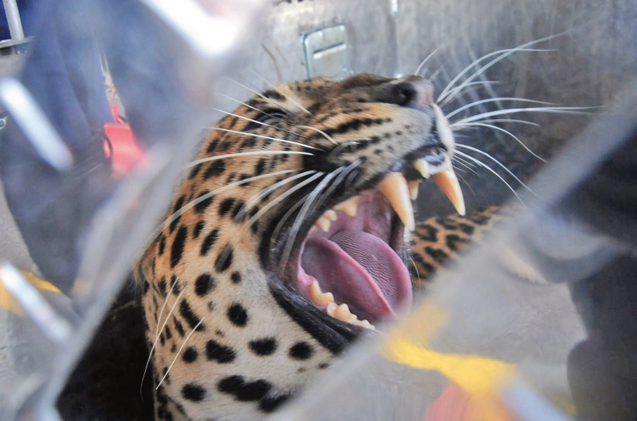 Querétaro, con poca pero constante población de jaguares / Foto: Especial 