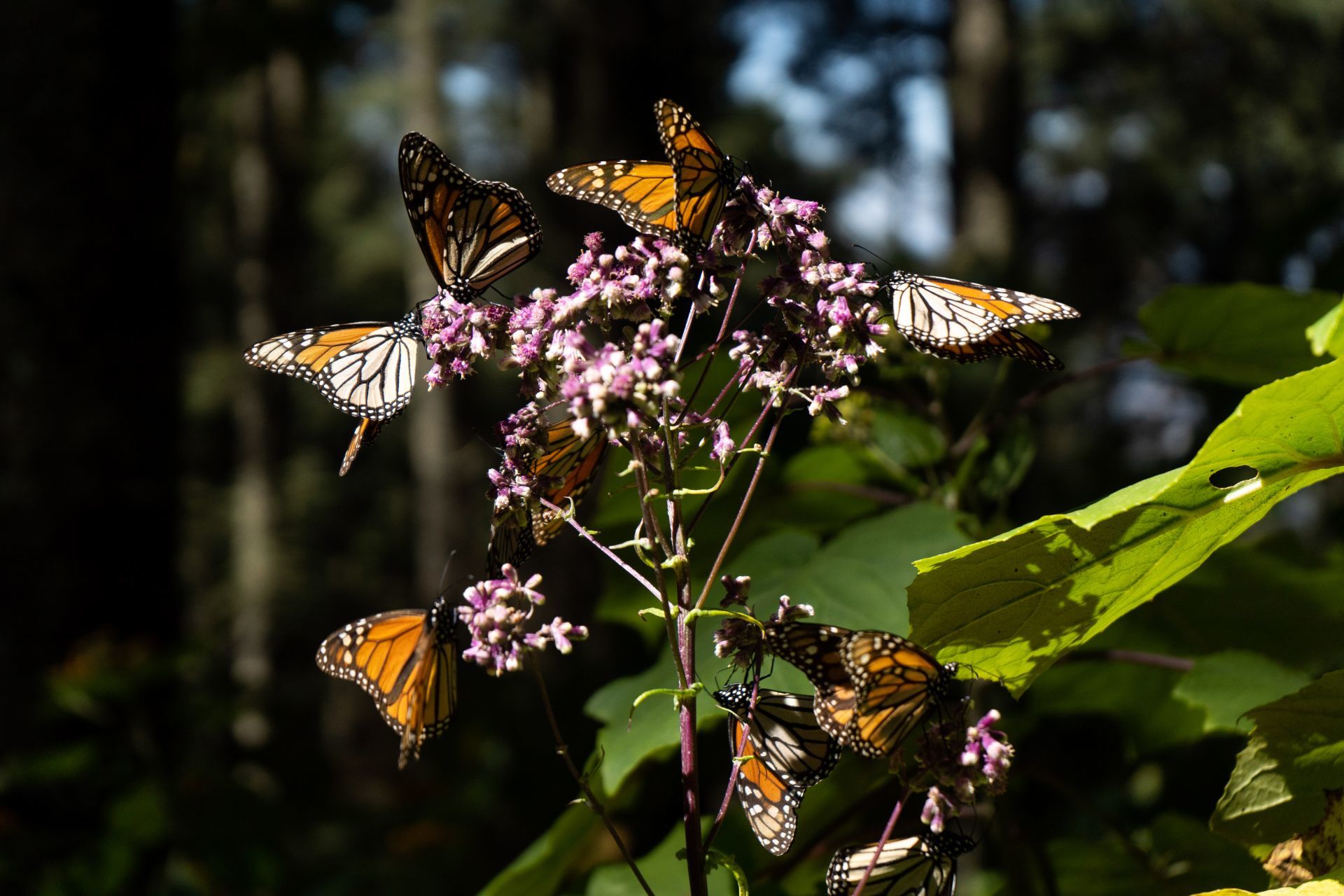 Las mariposas monarca viajan más de 4 mil kilómetros desde Canadá. Foto/Cuatoscuro