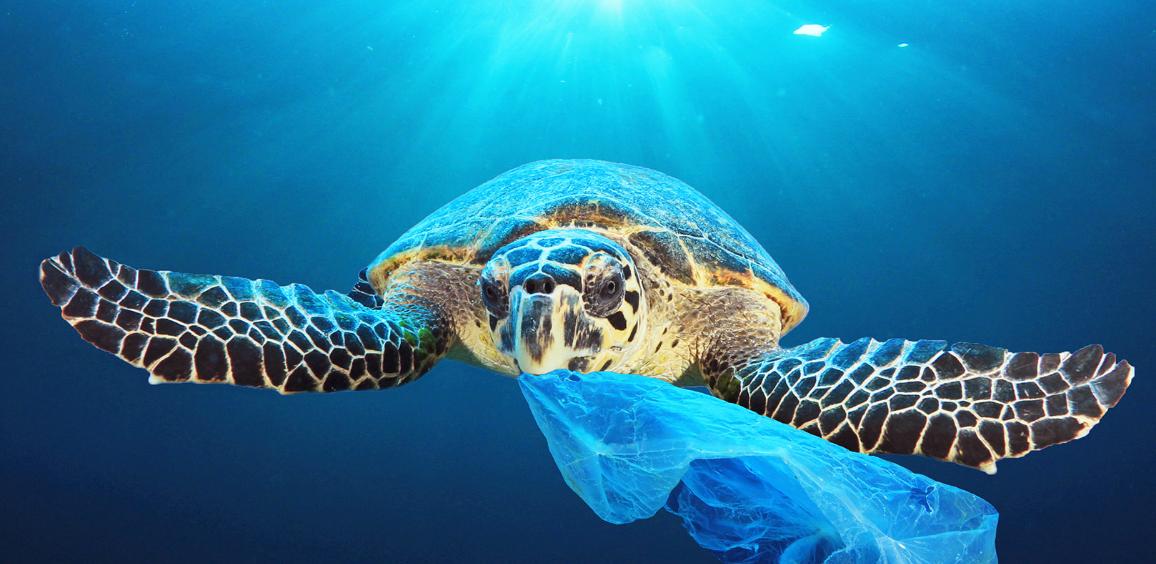 Varias especies animales son afectadas por millones de piezas de plástico que nadan en el mar. AP