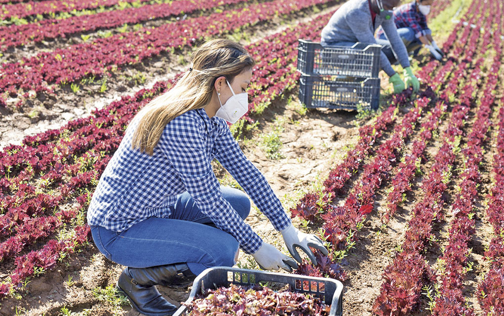El sector agroalimentario mexicano tuvo ingresos por más 11 mil mdd en 2020 / Foto: iStock