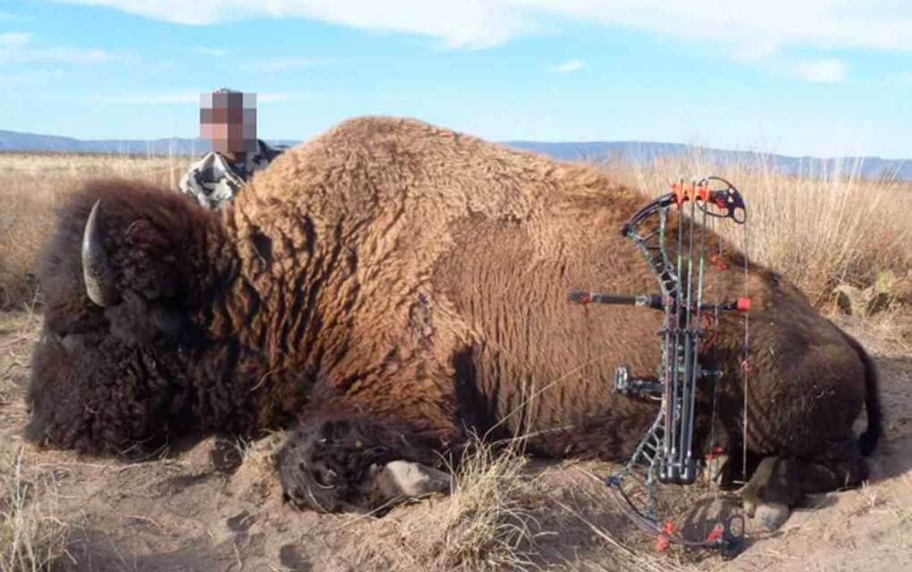Semarnat avala caza deportiva del bisonte