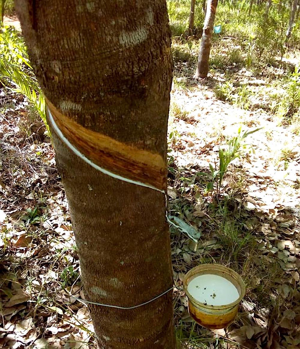 Un árbol de hule tiene una vida productiva superior a los 30 años./Foto: Especial
