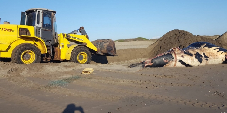 El cadáver de la ballena Jorobada medía 8.5 metros de longitud y fue enterrada en una playa contigua.