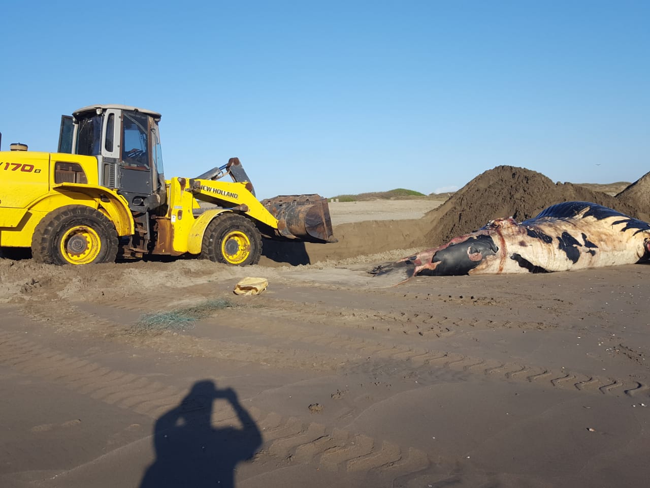 El cadáver de la ballena Jorobada medía 8.5 metros de longitud y fue enterrada en una playa contigua./Foto: Especial