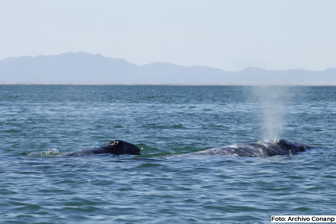 Durante la temporada de observación de ballena gris han llegado a recibir hasta 8 mil visitantes.