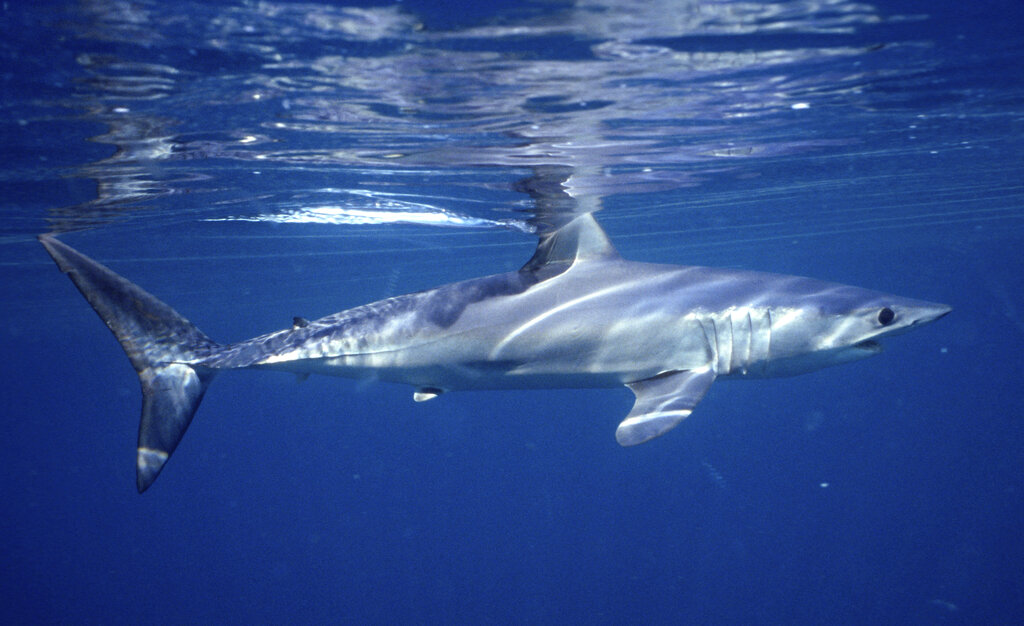 Foto de un tiburón mako nadando en las costas de Massachusetts, en 2001. (AP)
This 2001 photo provided by Dr. Greg Skomal shows a shortfin mako shark off the coast of Massachusetts. In a study published on Wednesday, Jan. 27, 2021, researchers found the abundance of oceanic sharks and rays has dropped more than 70% between 1970 and 2018. (Greg Skomal via AP)