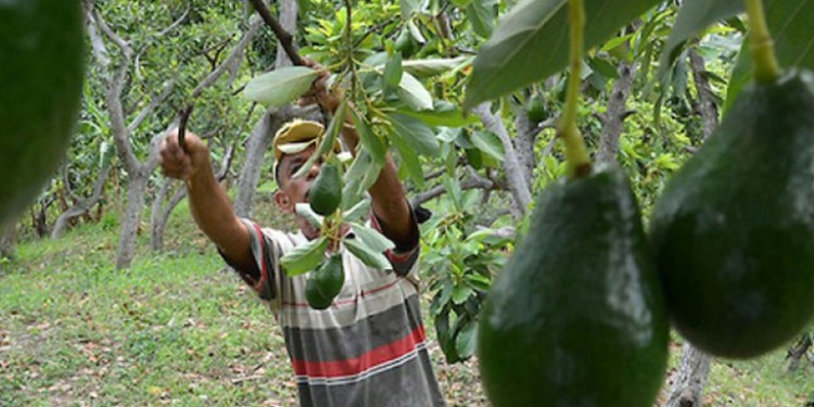 25 mil 377 productores de Michoacán cultivan en huertos menores a 10 hectáreas. (CUARTOSCURO)