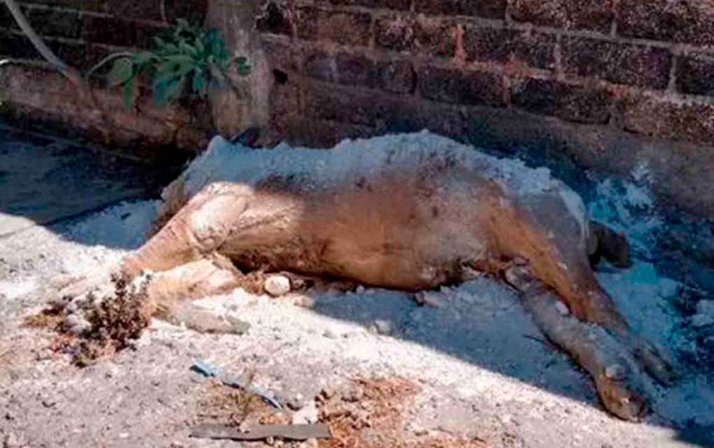 Profepa confirma que restos encontrados en Iztapalapa eran de león