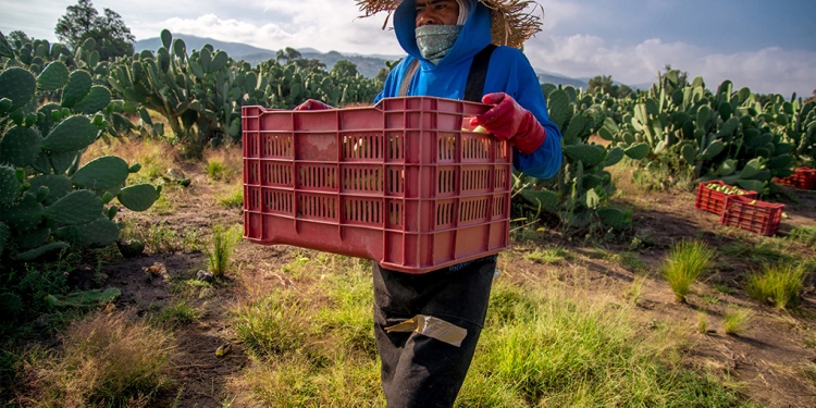 Priorizar seguridad alimentaria, pide el sector agrícola /Foto: Cuartoscuro