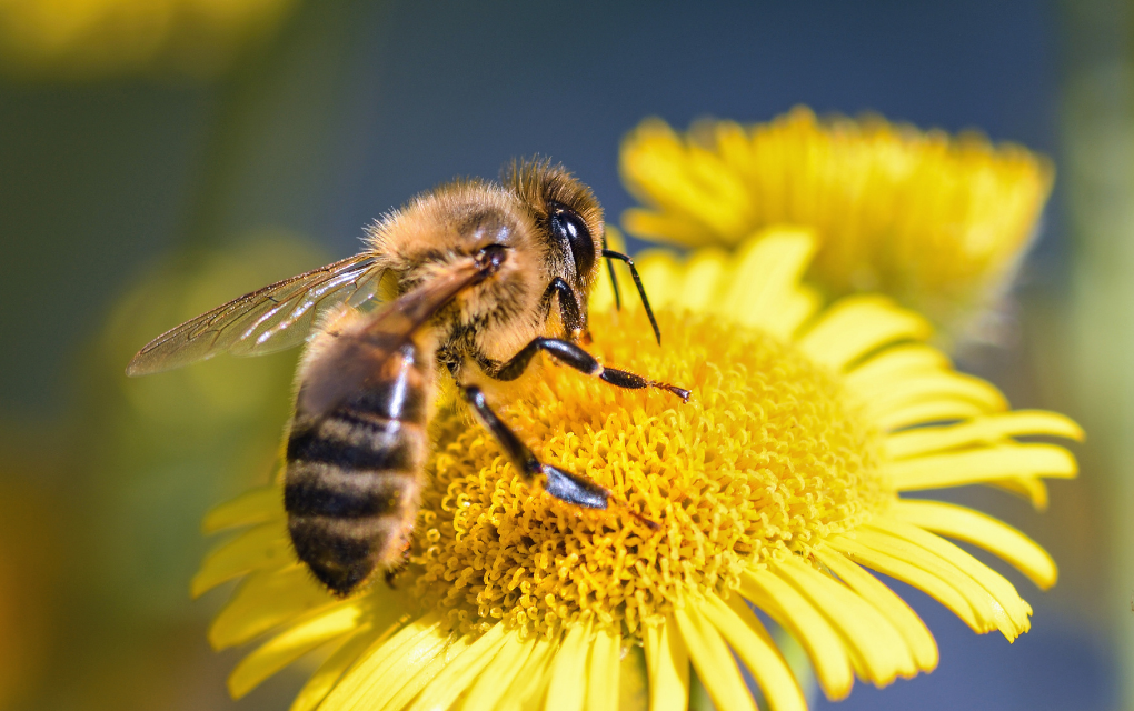 Sin polinización de abejas, en riesgo producción alimentariato: Especial