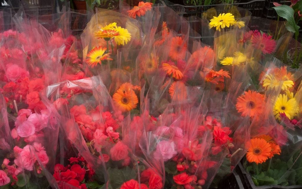 Lista la producción nacional de flores para el Día de la Madre/ Foto: Especial