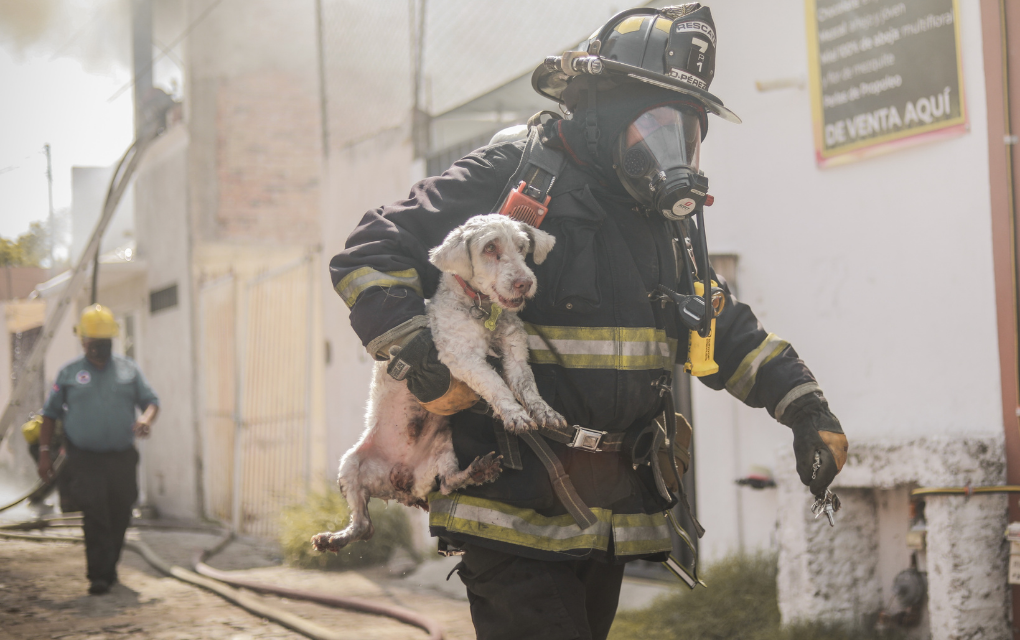 Salvan a mascota de incendio / Foto: Especial
