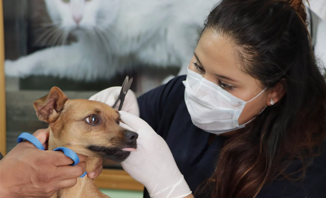 La UCPA promete una atención integral, médica y preventiva, para las mascotas. ESPECIAL