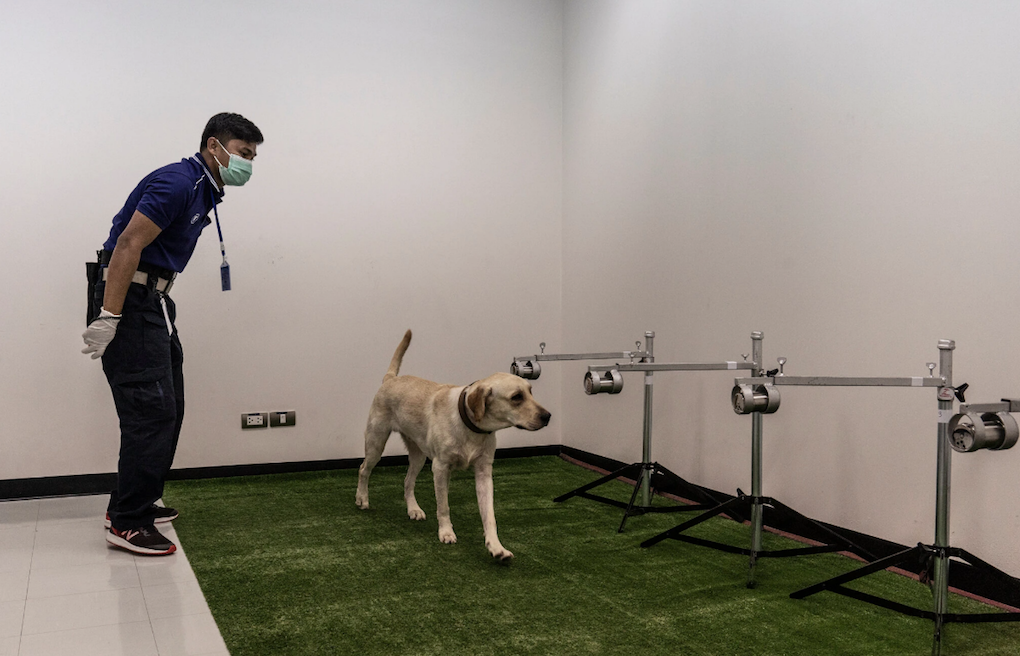 Los perros entrenados no son fáciles de conseguir y falta establecer estándares, reconocen especialistas. NYT