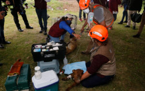 Rescatan a perros atrapados en el socavón de 100 metros en Puebla